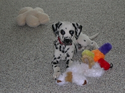 simon_puppy1