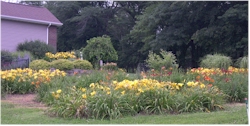 daylily bed 2