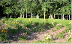 daylily bed 1