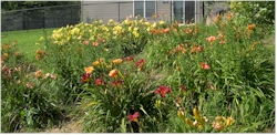 daylily bed 2b