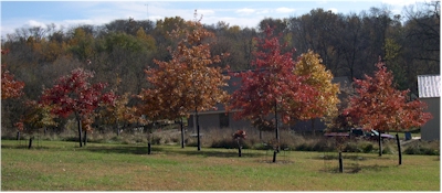 fall trees