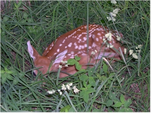 fawn